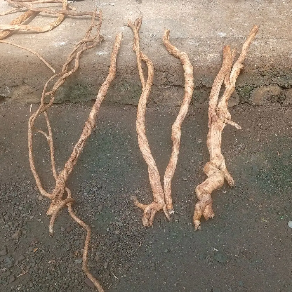 akar liana diameter 1 sampai 2 cm panjang 50/100cm