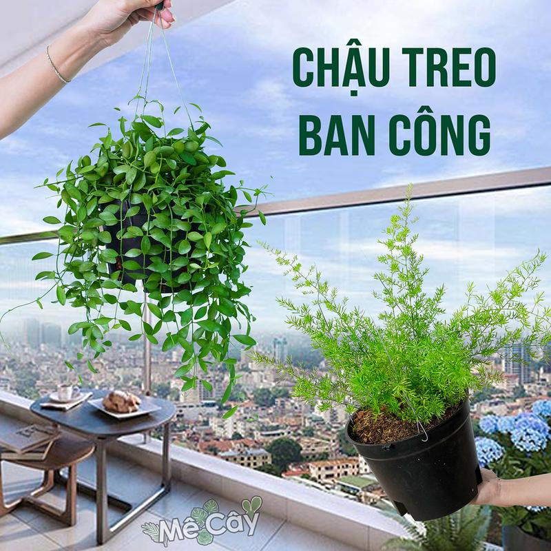 cây treo Ban Công Xanh Mát - Ú Ì, Decor Nhà Ở & Quán Cafe