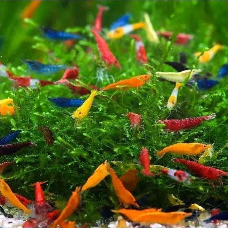 Udang Mix 10pcs Mix - Hiasan Akuarium Aquascape dan Kolam untuk Dekorasi Aquarium dan Kolam