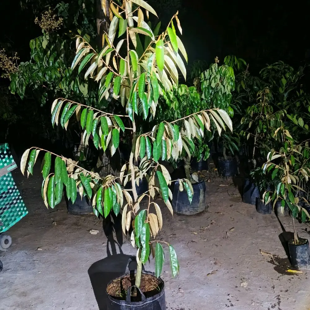 Bibit durian PREMIUM berbagai jenis tinggi 2- 2.5mtr up