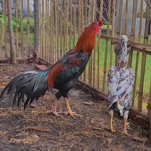 Pisau Cacah Sayur Modifikasi Bor Listrik Bahan Stainless Steel 4 Mata Pisau 50cm Poros Kuat Untuk Pakan Ayam Bebek Ternak Poros Diameter 10mm Biaya Rendah Cepat Efisien