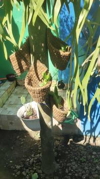 Product Review of Pot anggrek tempel dinding serabut kelapa Bunga Pvc from I** a**h 0