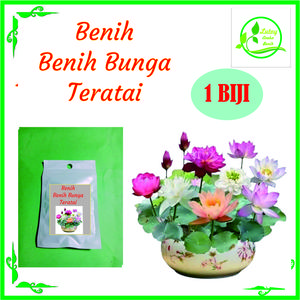 BENIH BIJI BUNGA TERATAI / LOTUS ISI 1 BIJI