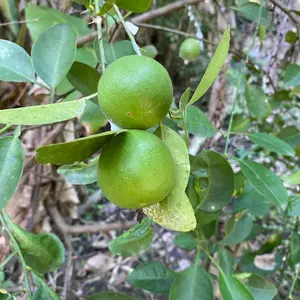 JERUK NIPIS/JERUK PECEL FRESH (DIPETIK KETIKA DIPESAN)