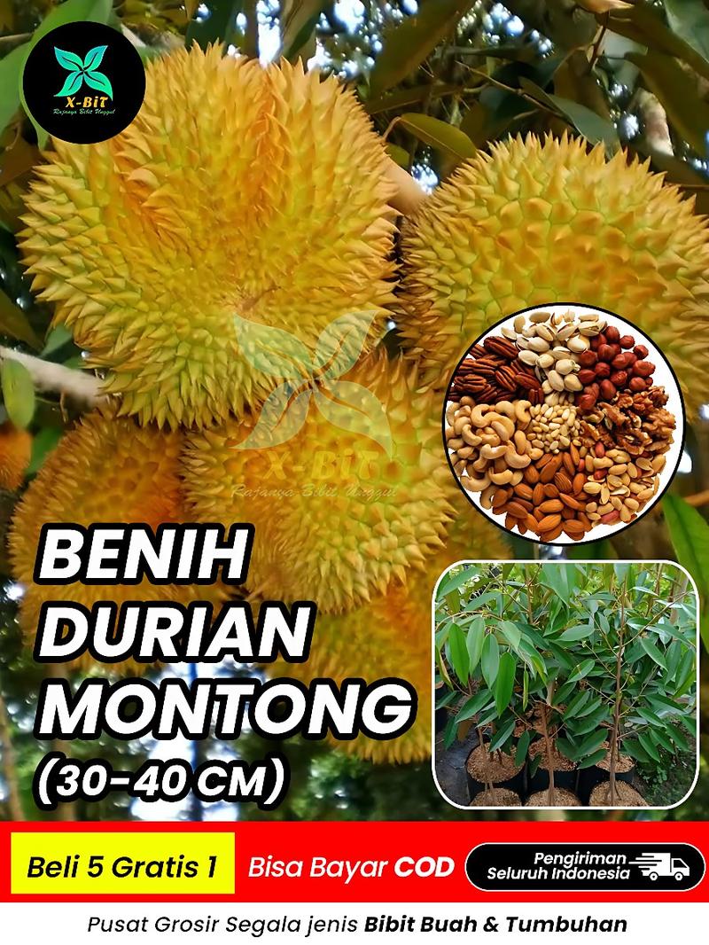 Product Introduction of BENIH DURIAN MONTONG SUPER (BBT Siap Tanam dan Cepat Panen) pupuk  durian 1