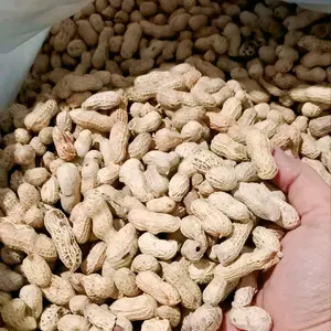 Kancang Kulit Asin Oven | gurih renyah dan sehat Camilan Kacang