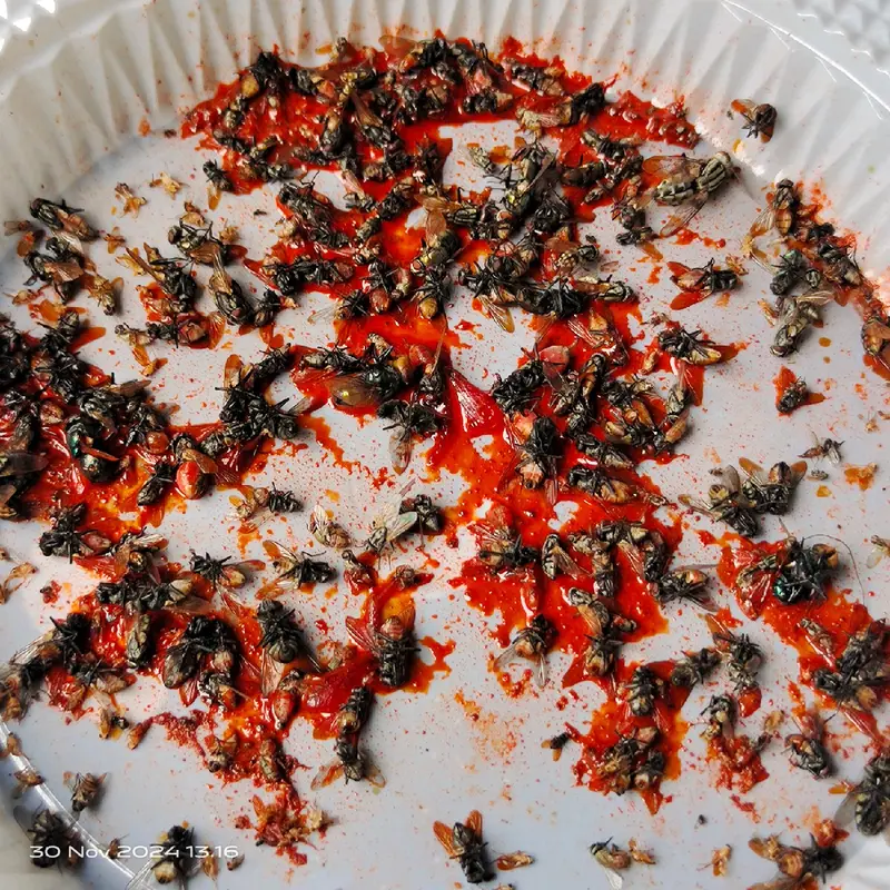 Bye-bye Lalat! Pembasmi Lalat Paling Ampuh, Dijamin Original! 5