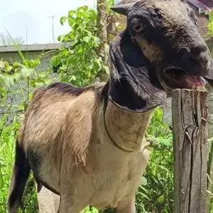 Pressure Sprayer - Alat Semprotan Tanaman - Variasi Warna dan Ukuran Air