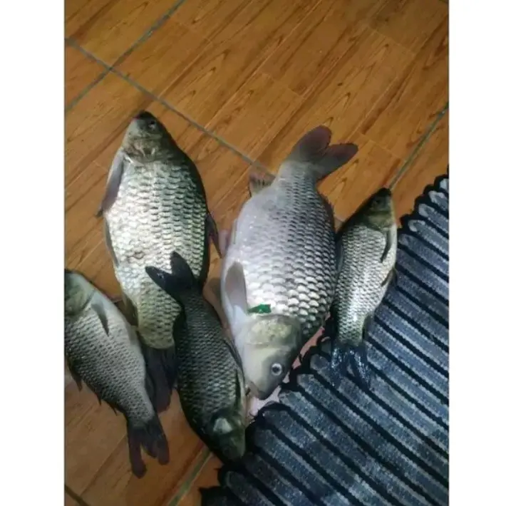 Essen Oplosan Durian Kweni Cempedak Target Ikan Mas Indukan/Babon 043 5