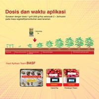 Gambar Cabrio Top 250GR - Fungsida Obat Patek Antraknosa Layu Fusarium Busuk Daun dari BASF Petani Sejahtera Kota Tangerang 4 Tokopedia