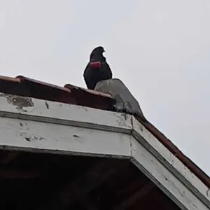 SAWANGAN MERPATI HONTANG PLUIT