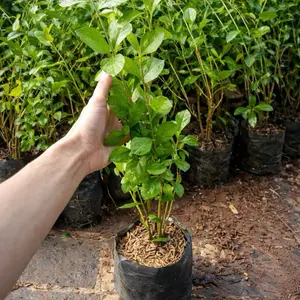 Tanaman Le Kwan Yu Tanaman rambat le kwan yu