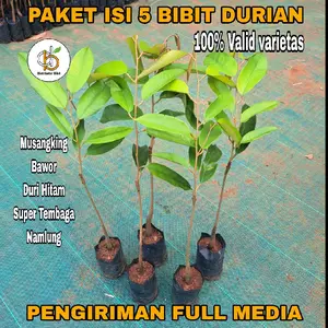 PAKET 5 BIBIT DURIAN Musangking Bawor Duri Hitam Super Tembaga Namlung