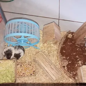 Kincir Hamster Rolling Hamster Rolling x8 Sweet Rolling Hamster