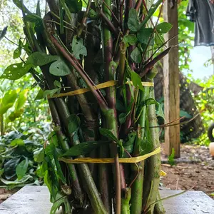 BIBIT STEK KETELA PAPUA (Untuk pakan Kambing, Sapi, Kelinci dll)