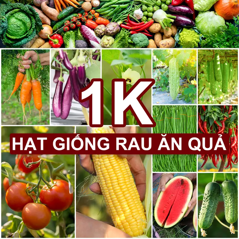 [Deal 1K] Hạt giống Rau Ăn Quả - Rau Ăn Trái, sinh trưởng mạnh, năng suất cao 0