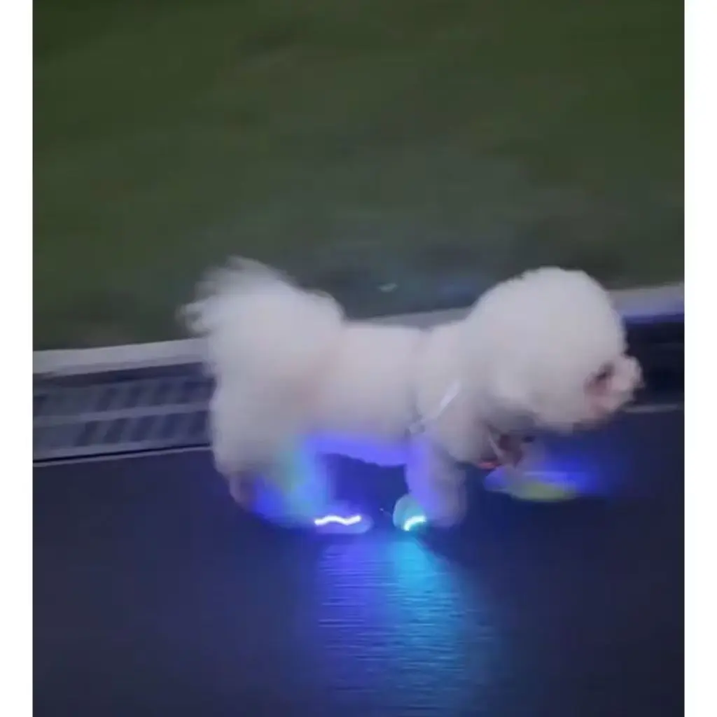 PREMIUM AKSESORIS PAKAIAN LAMPU SEPATU PET KESAYANGAN KUCING/ANJING  7WARNA MAINAN BARU RAINBOW PAKAI BATRE BISA DIGANTI MODEL JEPITAN SIMPLE