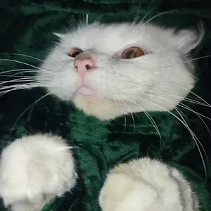 Baju Kucing Anjing Model Dinosaurus Kostum Cat Dog Pakaian Hoodie Dino Pet Costum