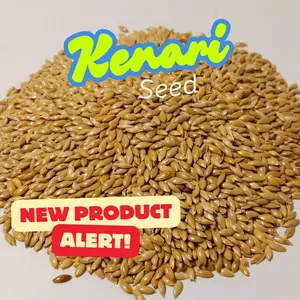 Kenari Seed Premium Kemasan 1 Kg pakan Burung Berkualitas Tinggi  untuk Burung Kenari Finch dan burung Lovebird