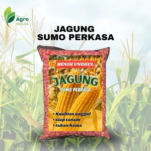 Terlaris 1kg Benih Jagung Sumo Perkasa Berkualitas Unggul Siap Tanam Tahan Hama