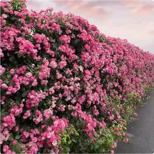 50 Granos, Semillas de Rosa Trepadora Multicolor, Alta Tasa de Germinación, Floración Abundante, Jardinería Vertical, Espacios Exteriores