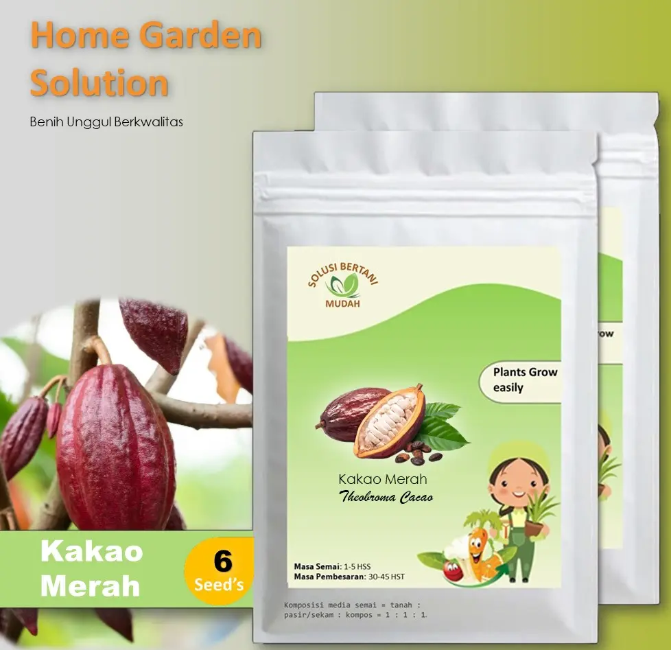 6 Bibit Benih Tanaman Buah Kakao Coklat Merah Unggul