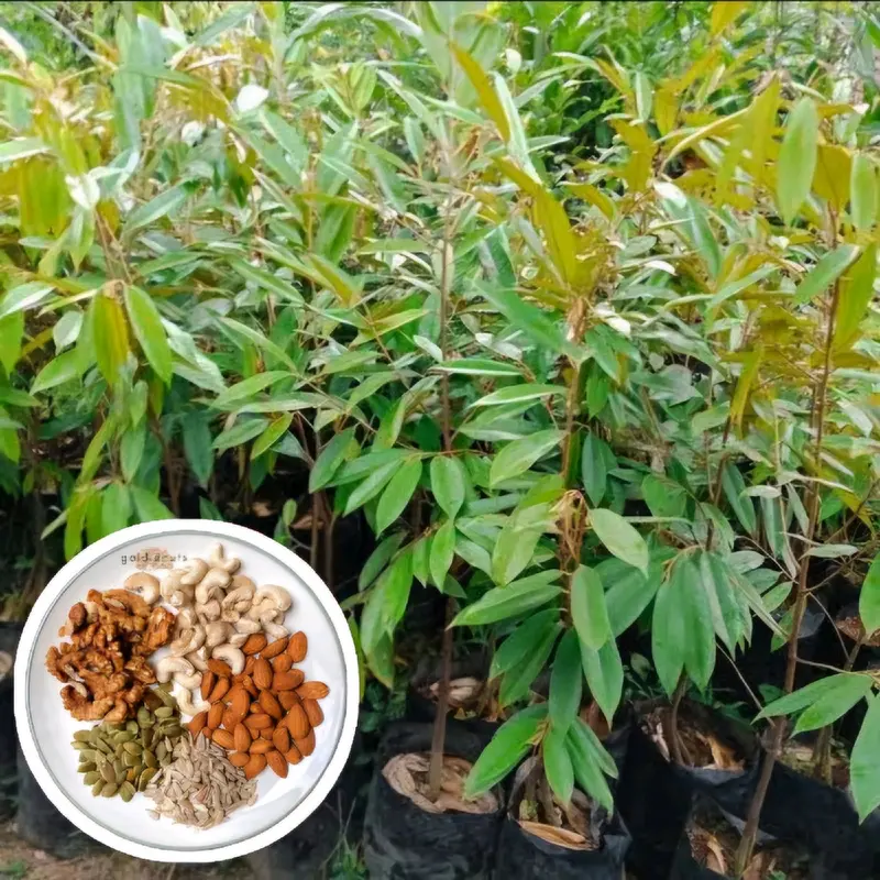 BENIH DURIAN MONTONG SUPER (BBT Siap Tanam dan Cepat Panen) pupuk  durian 1