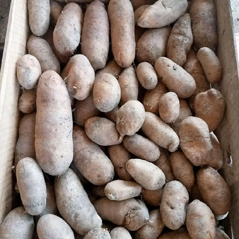 gembili mbili gembolo super makanan desa sehat 2