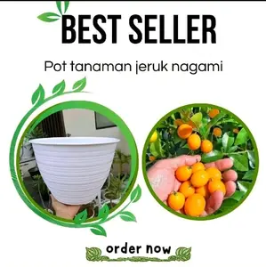 pot untuk Tanaman buah jeruk nagami