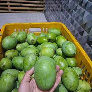 mangga muda manalagi (arum) asli situbondo