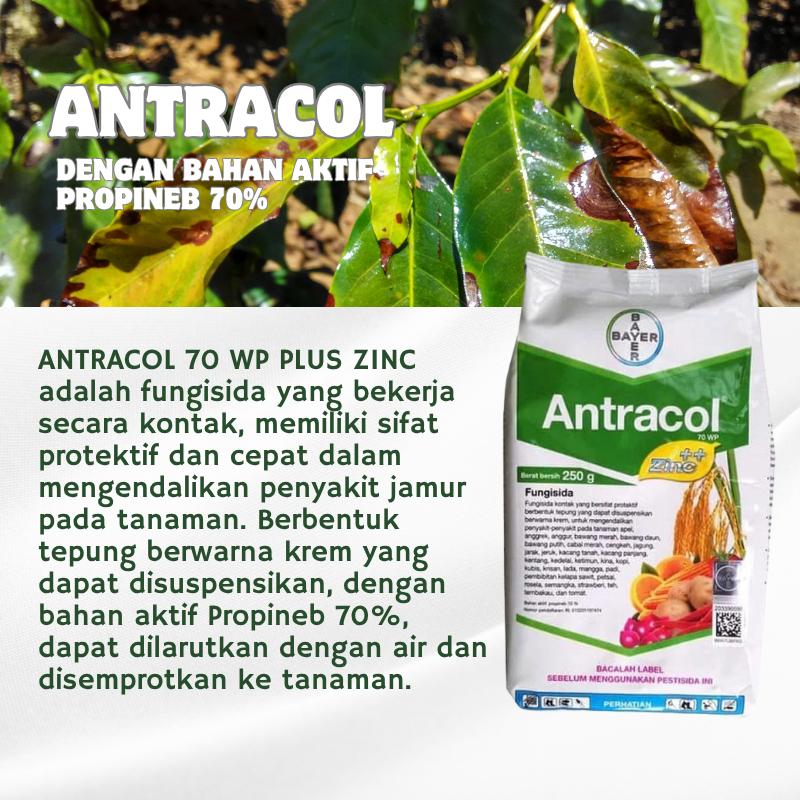 [Beli 1 Gratis 1] Antracol 70 WP Bayer 1KG | Perlindungan Jamur untuk Tanaman Sayuran, Buah & Hortikultura