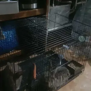 KANDANG SANGKAR KUCING UMBARAN BURUNG MURAH SIZE M MEDIUM FREE 2 TEMPAT MAKAN 45x31x31 KANDANG BESI LIPAT SUGAR GLIDER BEBEK KENARI PERKICI SERINDIT LOVE BIRD JALAK MURAI AYAM TUPAI MARMUT KELINCI