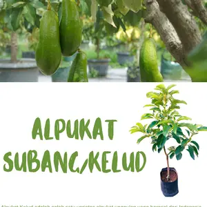 Bibit Alpukat Kelud - Subang Hasil Okulasi Batang Besar Siap Berbuah Bahan Bonsai Tabulampot 100% Valid