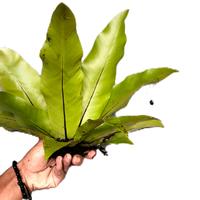 Gambar tanaman hias Kadaka Mini Hias dari Naturegreen Kab. Pangandaran 1 Tokopedia