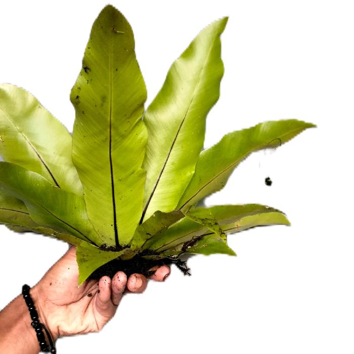 Gambar tanaman hias Kadaka Mini Hias dari Naturegreen Kab. Pangandaran Tokopedia