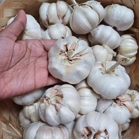 Bawang Putih 1 Kg 500 Gram Siung Besar Sedap Gurih Bumbu Masakan