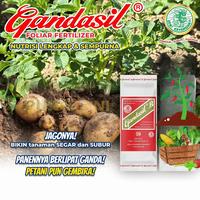 Gambar Pupuk Buah Bunga Gandasil B 100 gr 500 gr Pemacu Tanaman Berbuah Kalium dari PUROTANI.ID Kab. Purworejo 3 Tokopedia