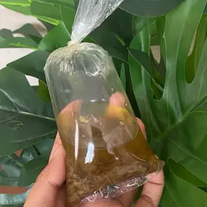 Minyak bawang Bakso ikan Mas wiji Pelabuhan Ratu