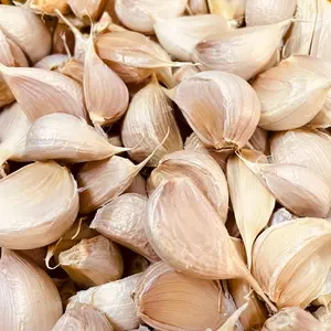 bawang putih kating protolan bersih