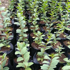 bibit Bidara arab paket 4 bibit