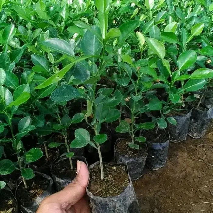 TANAMAN JERUK PURUT SUPER MURAH