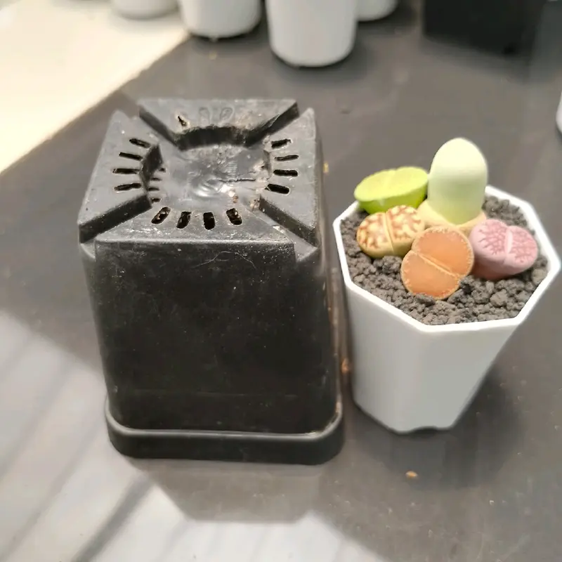 pot hitam kotak ukuran 10 cm cocok untuk tanaman 0