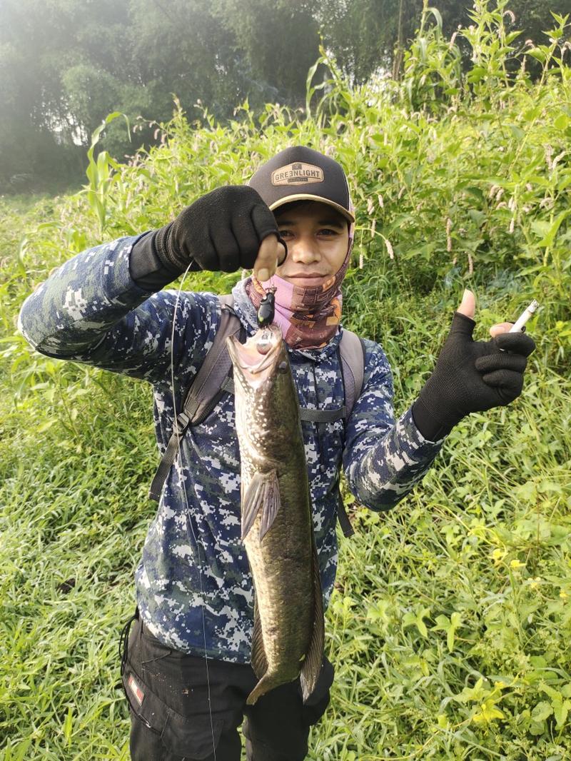 Product Introduction of Lure Soft Frog Mini umpan pancing Ukuran 3cm Berat 5grm Untuk Mancing Casting Ikan Gabus 16