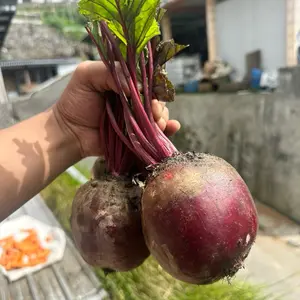 Buah bit 1kg Siap kirim Fresh