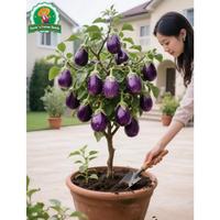Gambar 100% Asli 200 Biji Benih Terong Ungu Besar Hasil Tinggi Untuk Menanam Tanaman Sayuran Benih Terong Bulat Hibrida F1 Benih Organik Segar Benih Sayuran Bonsai Untuk Berkebun Benih Condor Buto Ng Gulay Bibit Sayuran Benih Talong Mudah Tumbuh - 4 packs - Seeds dari Benih Pilihan Alam Kota Administrasi Jakarta Pusat 5 Tokopedia