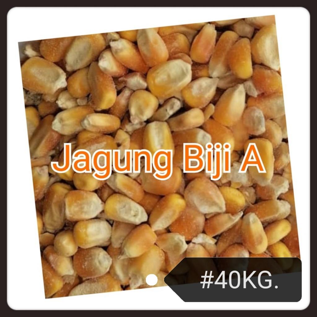 Corn Grade A 40kg Chicken Duck Bird  Feed Food Jagung Makanan Ayam Itik Burung Kernel Biji