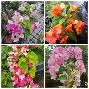 PAKET HEMAT BOUGENVILLE IMPORT ORIGINAL BISA PILIH