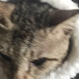 pawpedia  [INSTAN]  TOPI SINGA ANGSA Bear Beruang Panda Pet Cat Dog Hat Bunny Topi Beruang Untuk Anjing Kucing Bando Karakter Hewan Animal