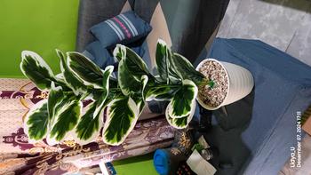 Product Review of TANAMAN ARTIFICIAL KETAPANG  PUTIH 23DAUN(sudah+pot) from L**u 2