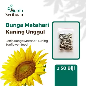 50 Benih Bunga Matahari Kuning Unggul Bibit Tanaman Bunga Biji Sunflower Premium Seed